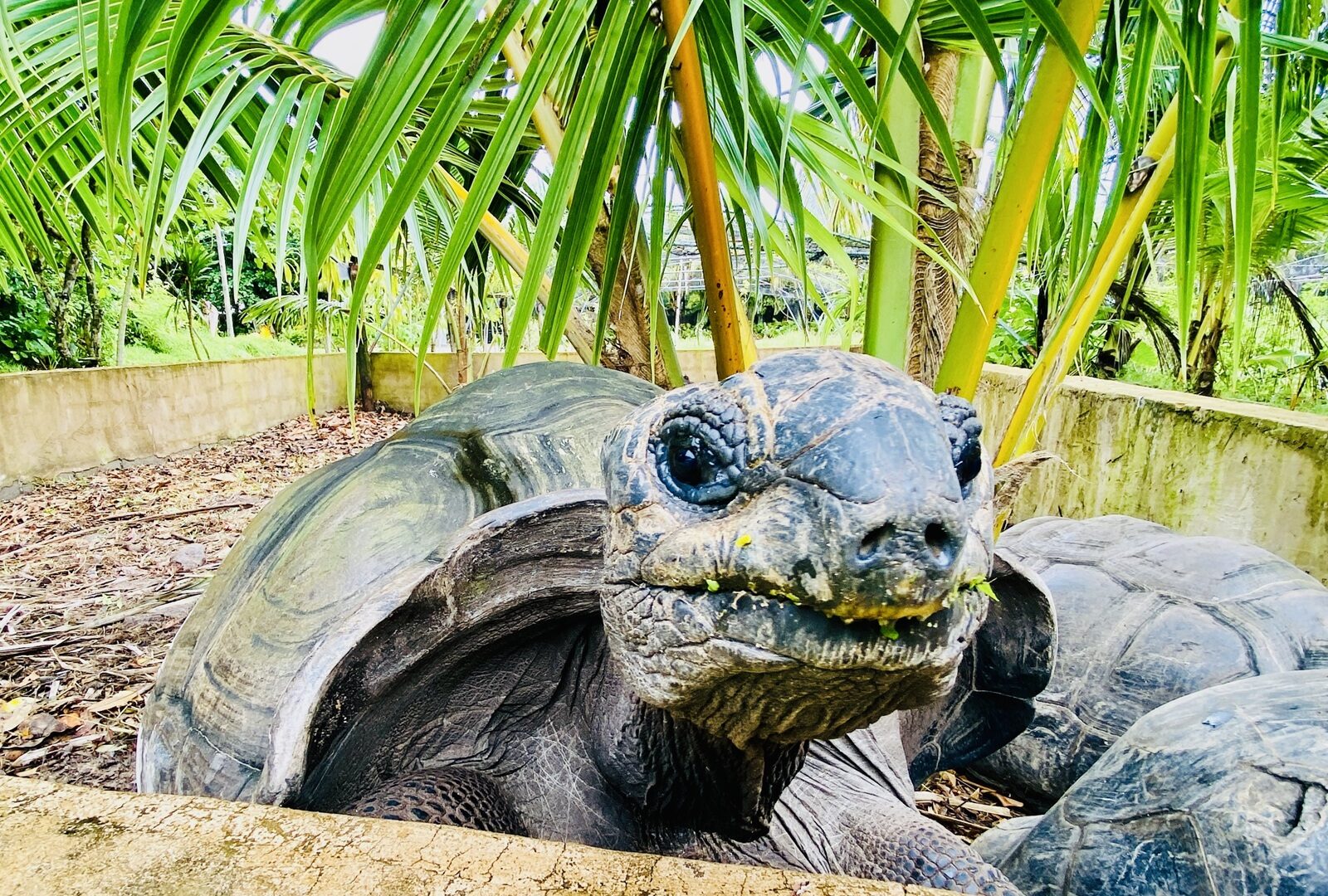 2028_Mauritius_Seychellen_Madagaskar_Bild_8