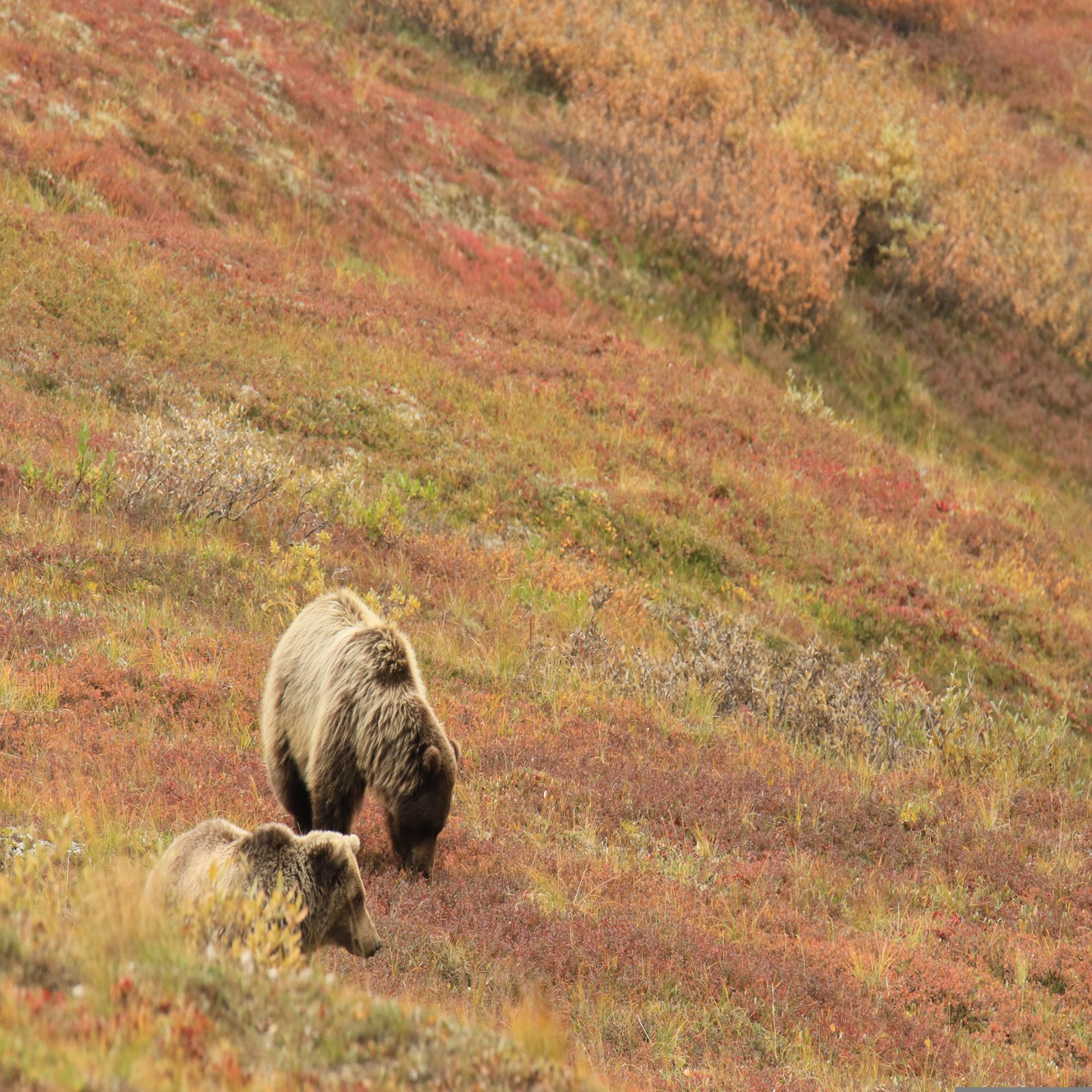 ornaw-bears-4488321