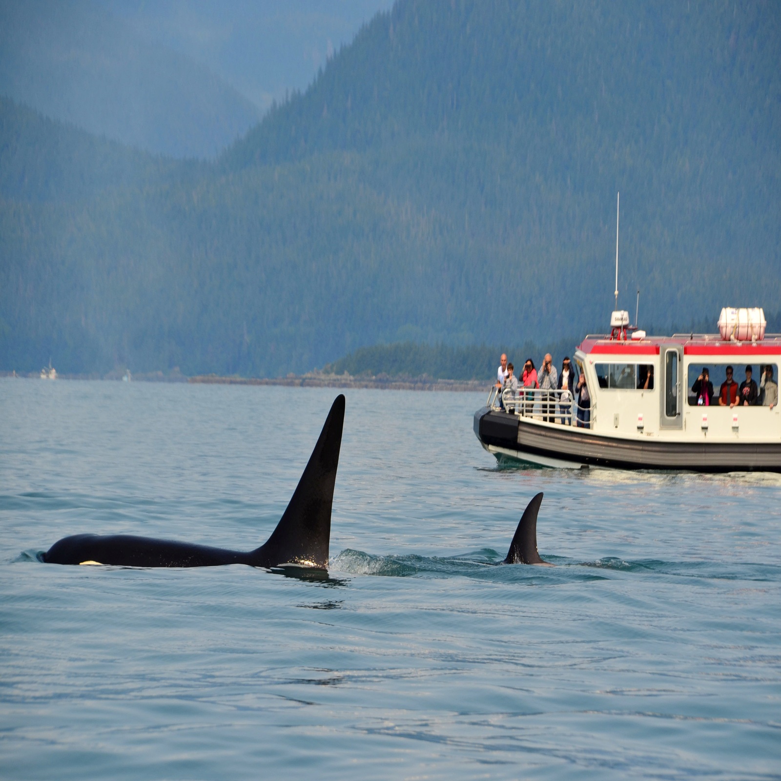 wolfganglucht-orcas-6614722